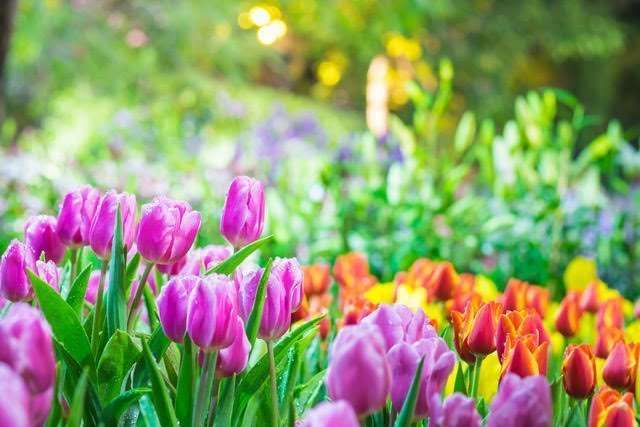 flowers Spring